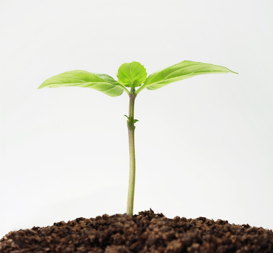 Plant Seedling