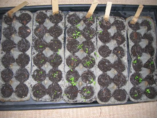 Egg carton seedlings