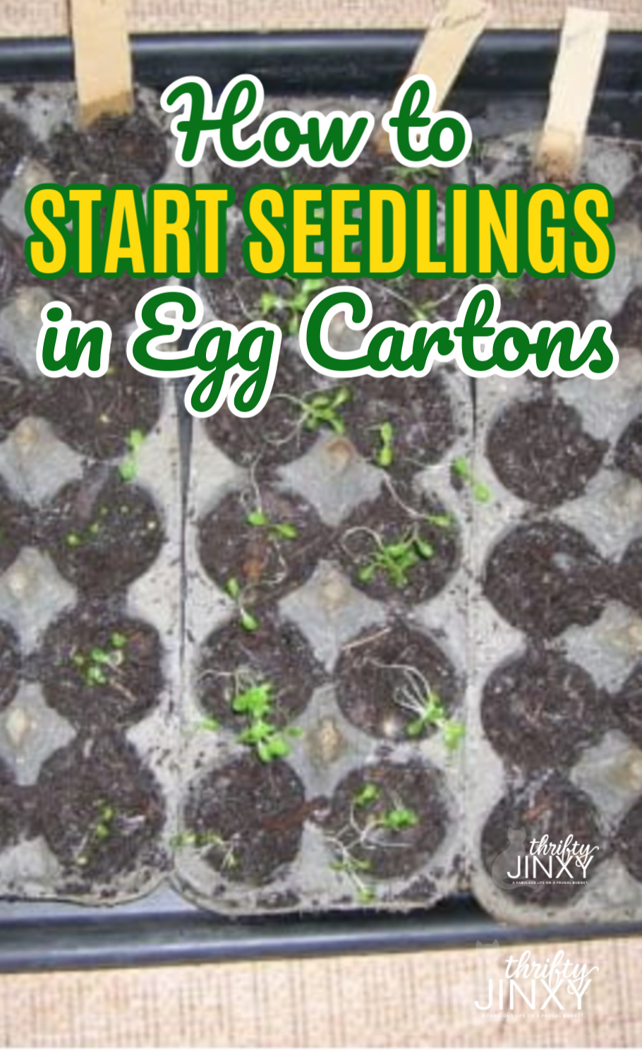Start Your Garden Seedlings With Egg Carton Seeds - Thrifty Jinxy