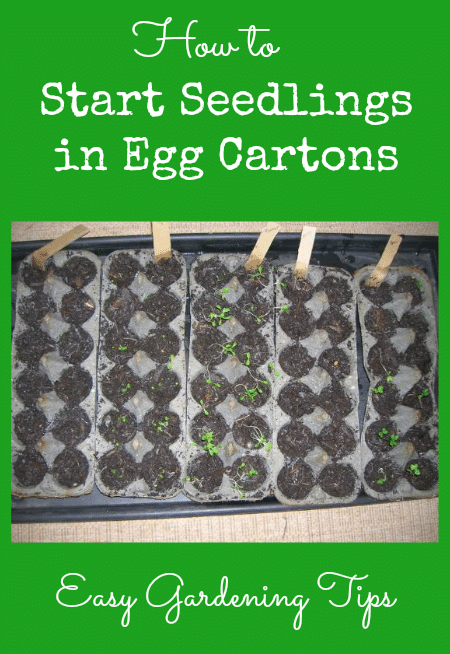 Easy Gardening Tips - How to Start Seedlings in Egg Cartons