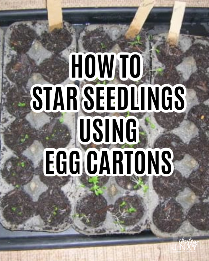 Start Your Garden Seedlings With Egg Carton Seeds Thrifty Jinxy