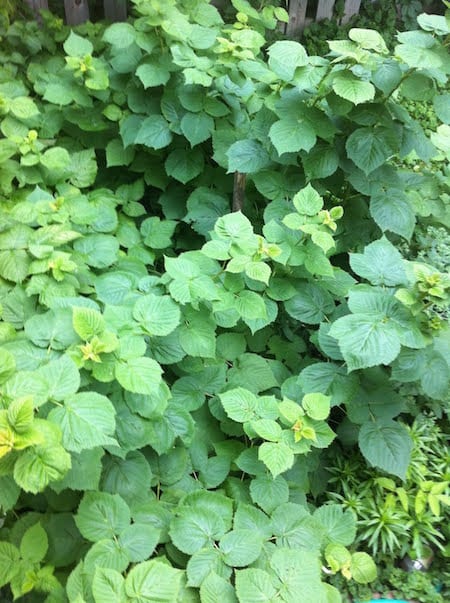 Raspberry Plants