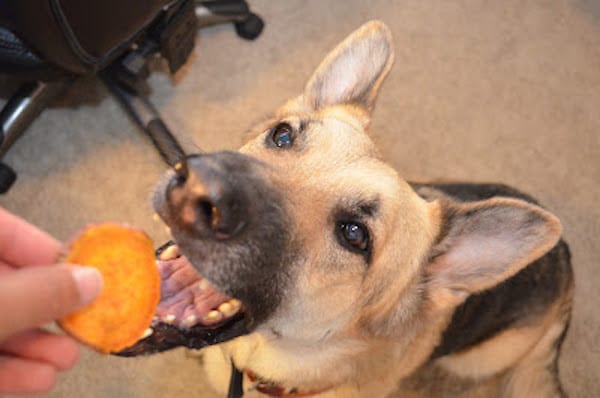 Make Your Own Homemade Sweet Potato Dog Treats in the Microwave Recipe
