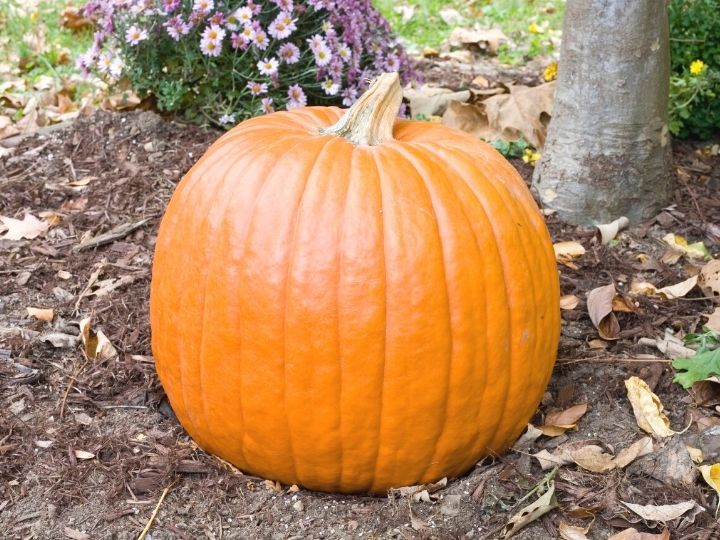 Pumpkin Setting on Ground