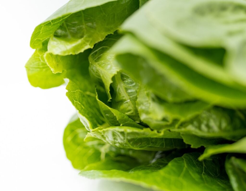 Romaine Lettuce