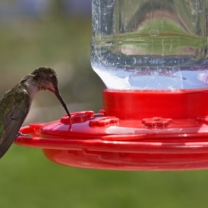 DIY Hummingbird Food