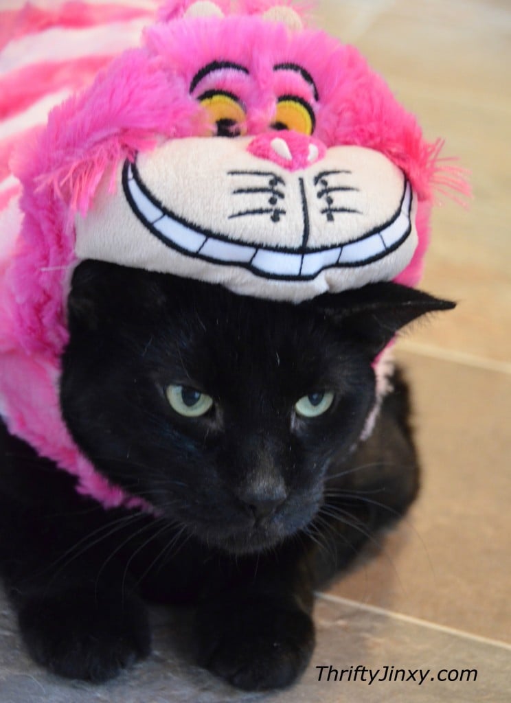 Cheshire Cat Costume Cats