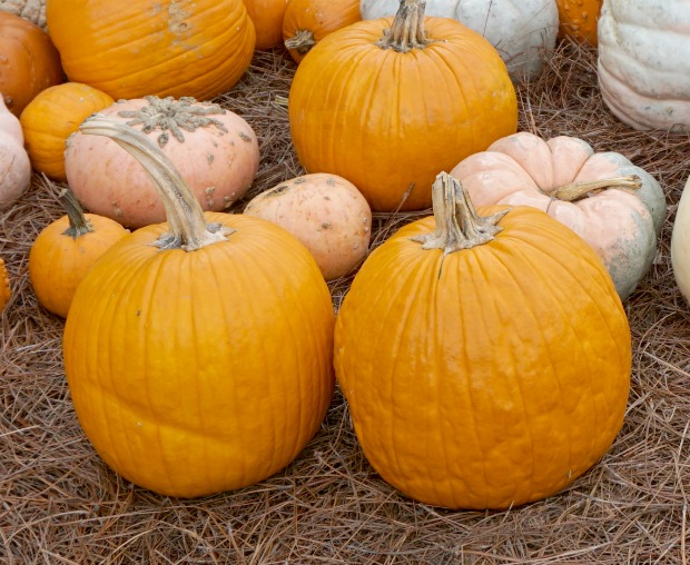 pumpkins