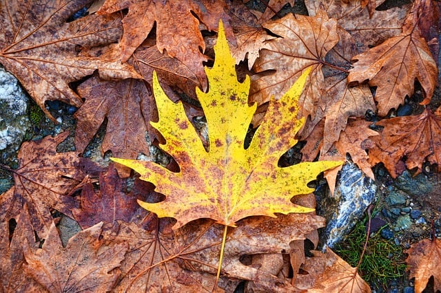 dried fall leaves