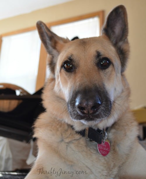 Valentine Dog Treats Recipe