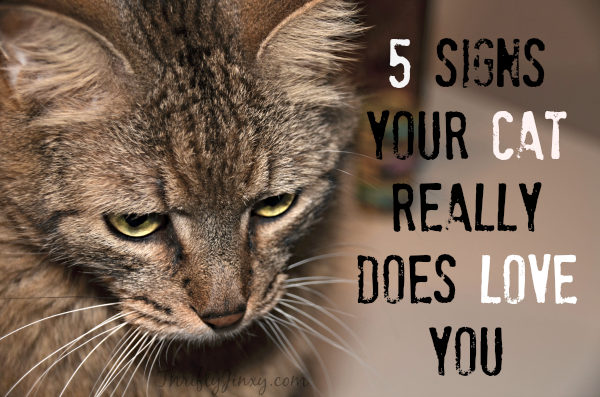 5 signs your hot sale cat loves you