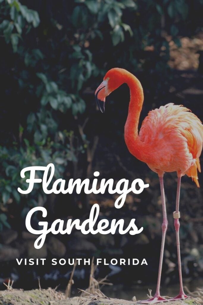 FLAMINGO GARDENS SOUTH FLORIDA