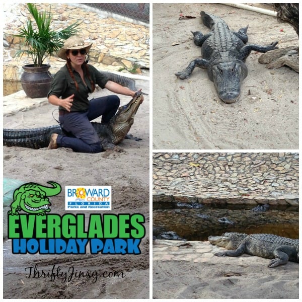 Alligators Everglades Holiday Park
