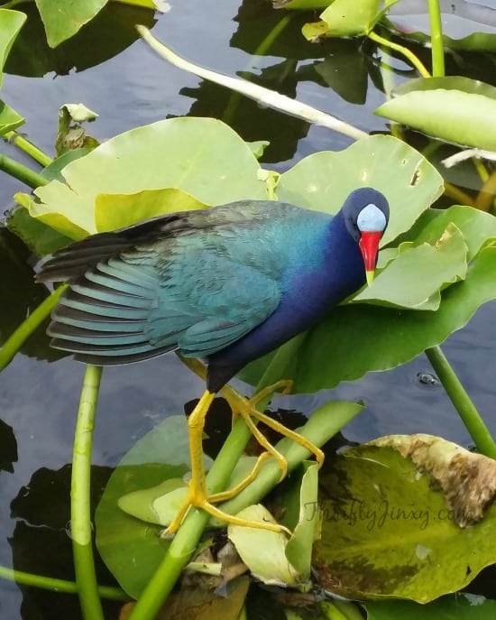 Bird Everglades Holiday Park