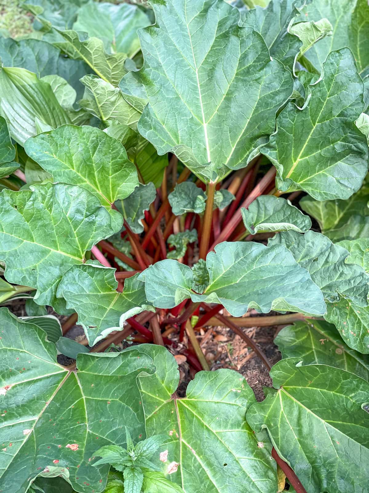 Live rhubarb plant.