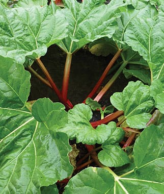 Rhubarb Plant