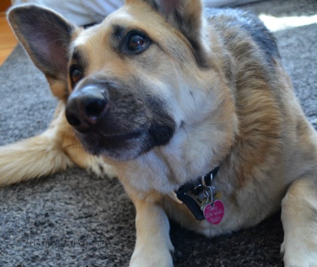 Petco deshedding outlet