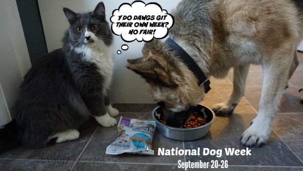 National Dog Week September Cat