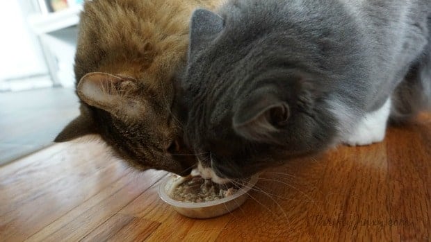Eating Purina Muse Natural Cat Food