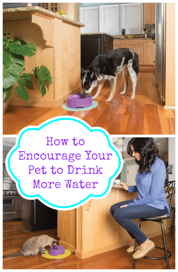 How to Encourage Your Pet to Drink More Water