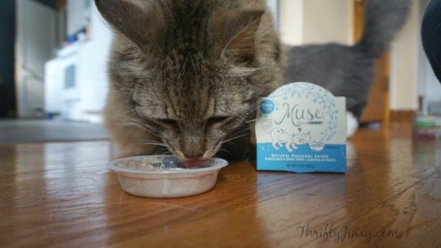 Peanut Eating Purina Muse Natural Cat Food