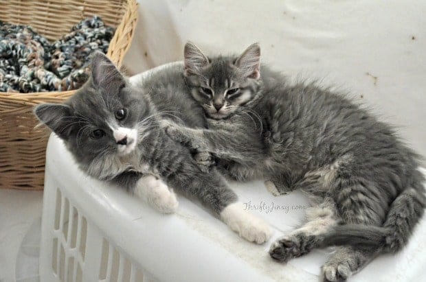 Adopting Kitten Pairs