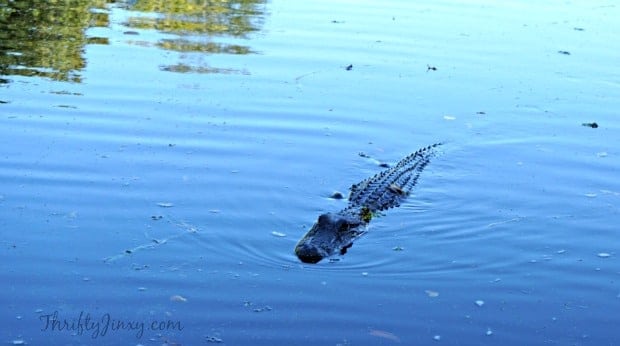 Alligator Louisiana Swamp Tour