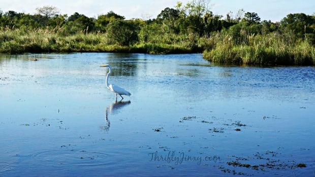Egret Louisiana Swamp Tour