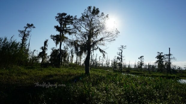 Louisiana Swamp Tour Cypress