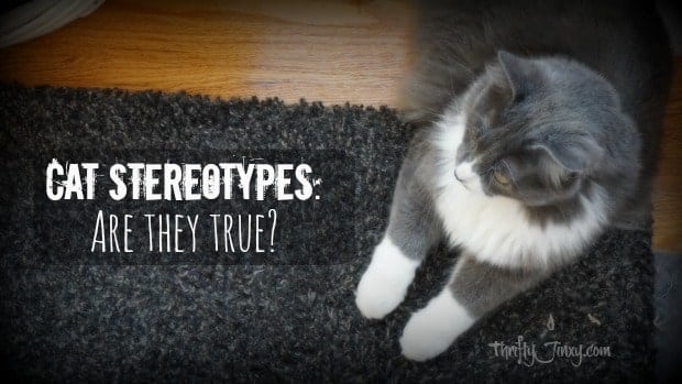 Cat Stereotypes- Are They True-