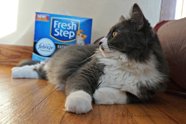 Fresh Step Febreze Sammy