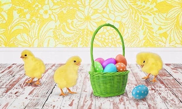 live yellow chicks surrounding green Easter basket filled with eggs
