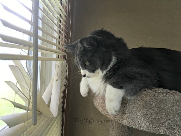 Cat Window Blinds Sammy