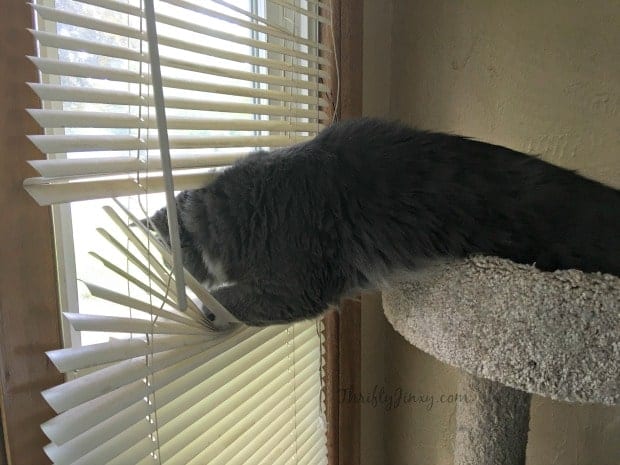 Cat Window Blinds