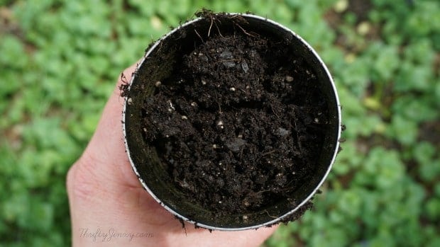 Eco Scraps Potting Soil