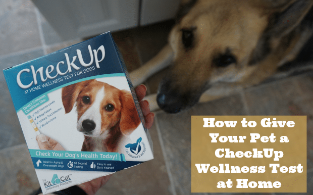 How to Give Your Pet a CheckUp Wellness Test at Home
