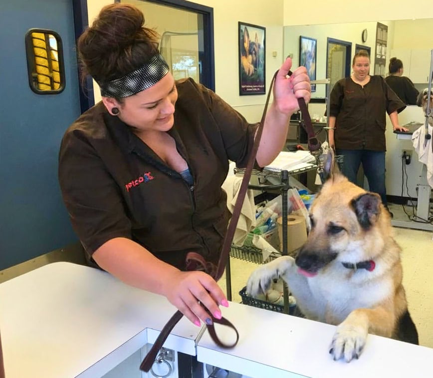 Pet groomer at Petco with German Shepherd Dog.