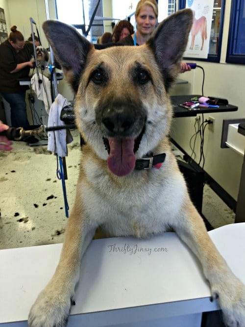 Petco Grooming De shedding Treatment Makes a Happy Dog and Owner