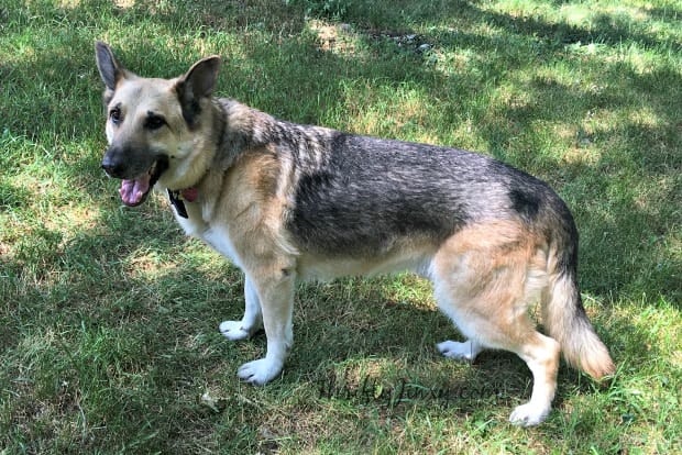 Petco Grooming De shedding Treatment Makes a Happy Dog and Owner