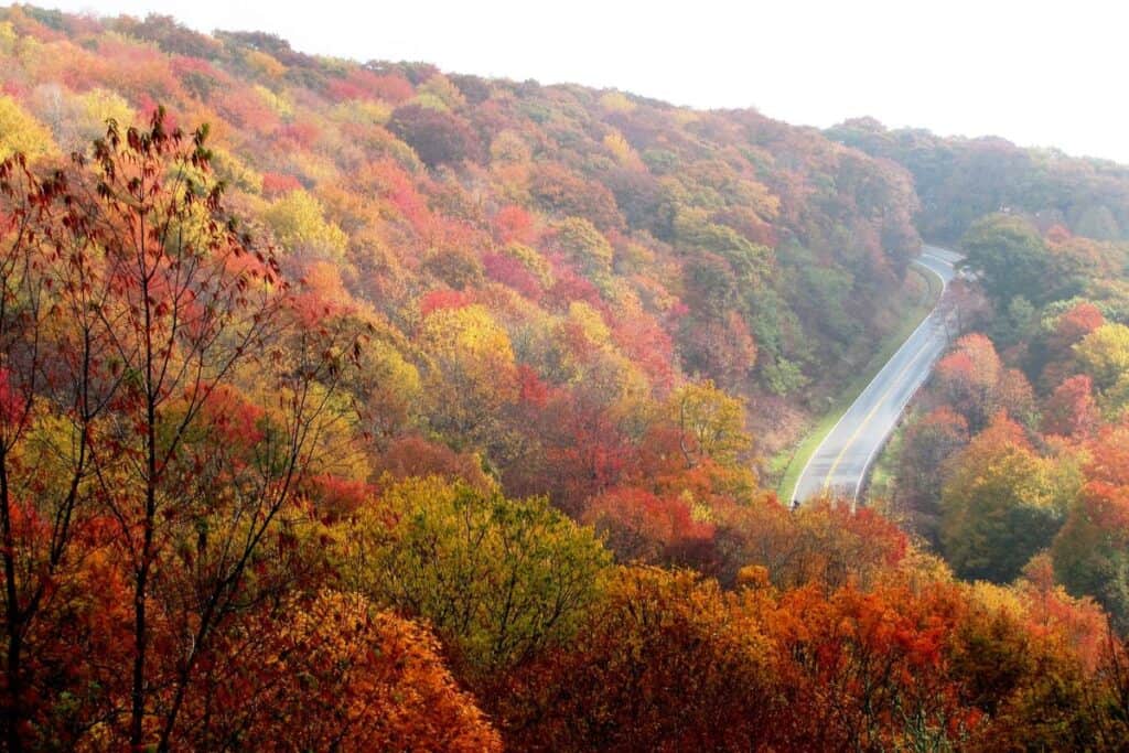 Fall Foliage on mountainside 