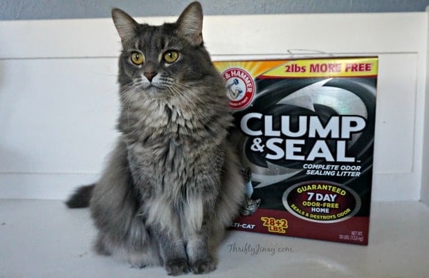 gray cat in front of box of Arm & Hammer Clump & Seal Cat Litter