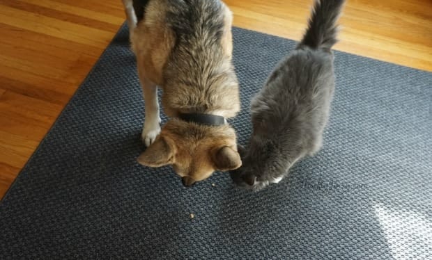 dog-cat-sharing