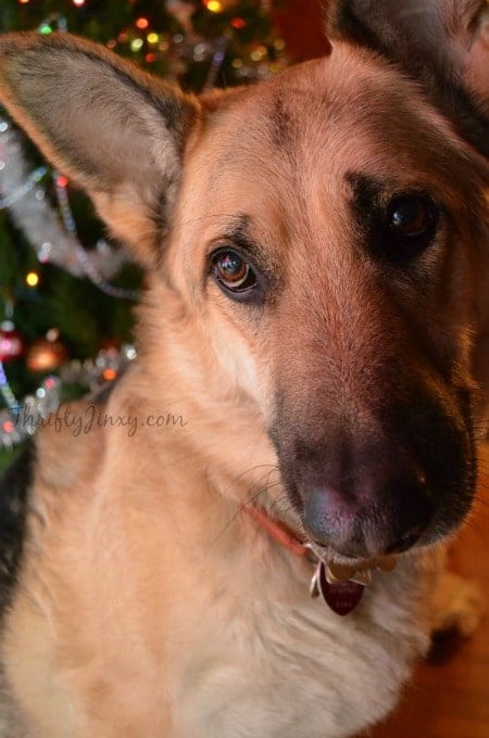 german-shepherd-christmas-tree