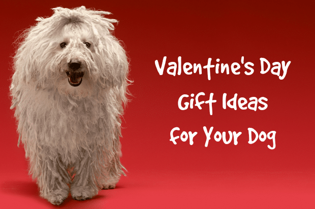 Valentine Dog Gifts