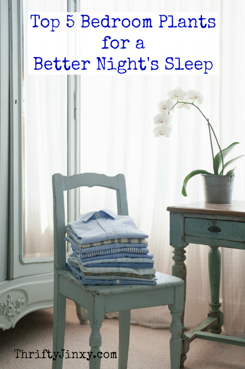 Top 5 Bedroom Plants for a Better Nights Sleep