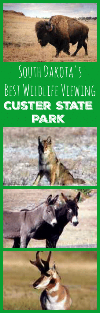 South Dakota's Best Wildlife Viewing - Custer State Park: See bison, antelope, burro, elk, deer, mountain goats and more!