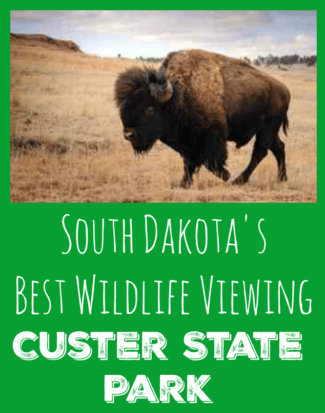 Custer State Park Wildlife