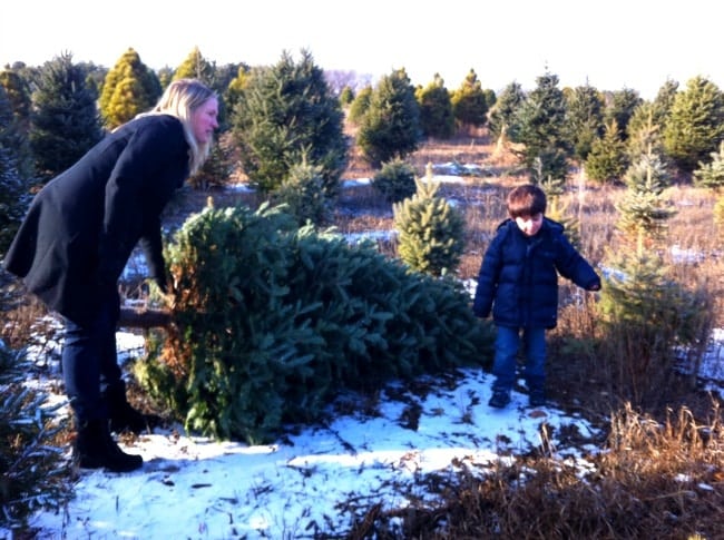 Cutting Christmas Tree