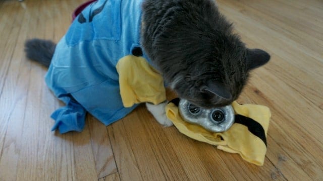 minion costumes for cats