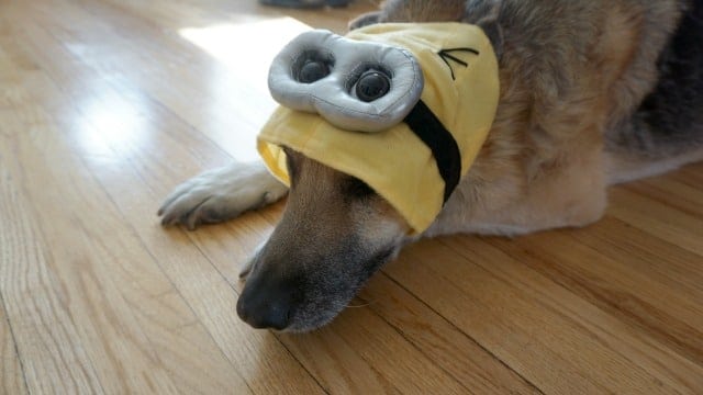 Minion Pet Costume Dog